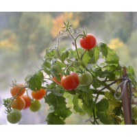 Как вырастить помидоры, не выходя из квартиры