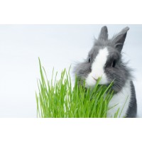 Выращивание и использование зелёного гидропонного корма в кормлении кроликов мясных пород