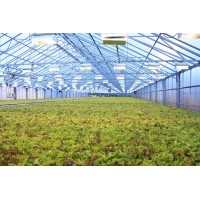 Технология выращивания салата на капилярном мате