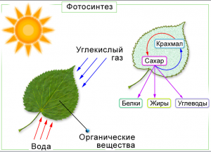 Фотосинтез растений