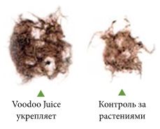 Корневая масса помидоров 