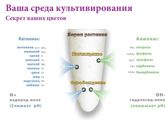 Ваша среда культивирования. Секрет ваших цветов