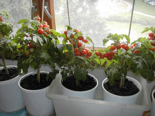 Как вырастить помидоры, не выходя из квартиры