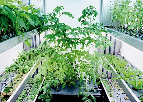 home-hydroponics