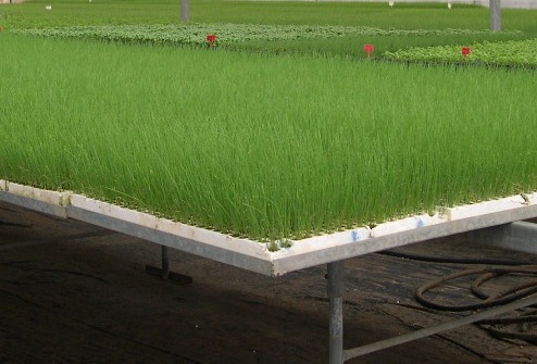 Выращивание лука методом гидропоники - готовая бизнес-идея отПромгидропоники