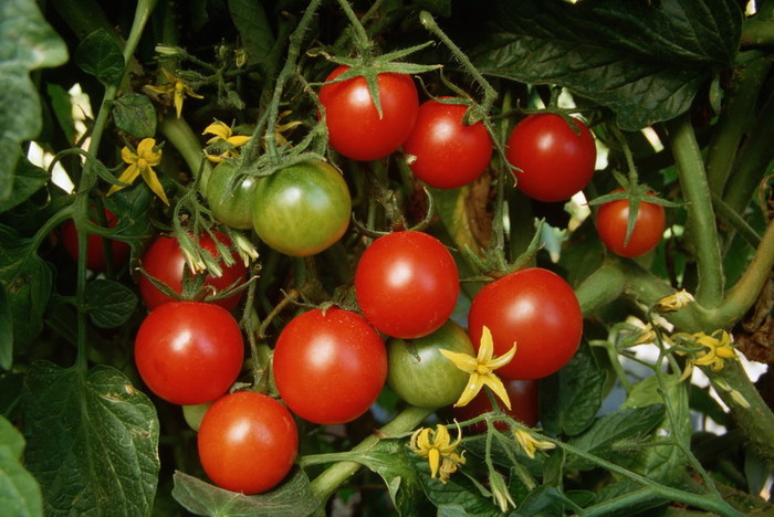 Выращивание помидоров (томатов) на гидропонике
