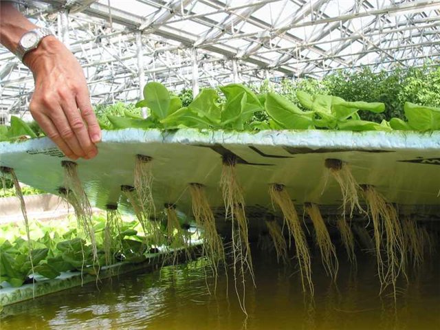 Выращивание салата на гидропонике