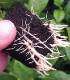 struktura root shooters 
