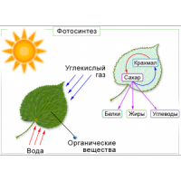 Свет для растений