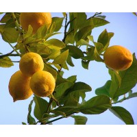 Выращивание лимона на гидропонике