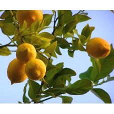 Выращивание лимона на гидропонике