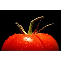Выращивание помидоров (томатов) на гидропонике