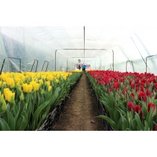Бизнес-план малого тепличного хозяйства по выращиванию тюльпанов