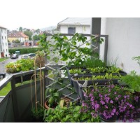 5 основных ошибок при создании огорода на балконе