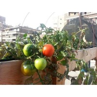 Выращивание продуктов питания на крышах Каира