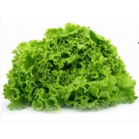 Технология для выращивания салатного листа