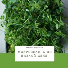 Скидки на всю микрозелень до конца года! Успевайте купить по цене ещё ниже!