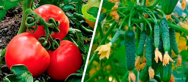 Вегетация растений что это простыми словами. Вегетационный период помидор. Что такое вегетация у растений помидор. Период вегетации у томатов что это. Томаты стадия вегетации.