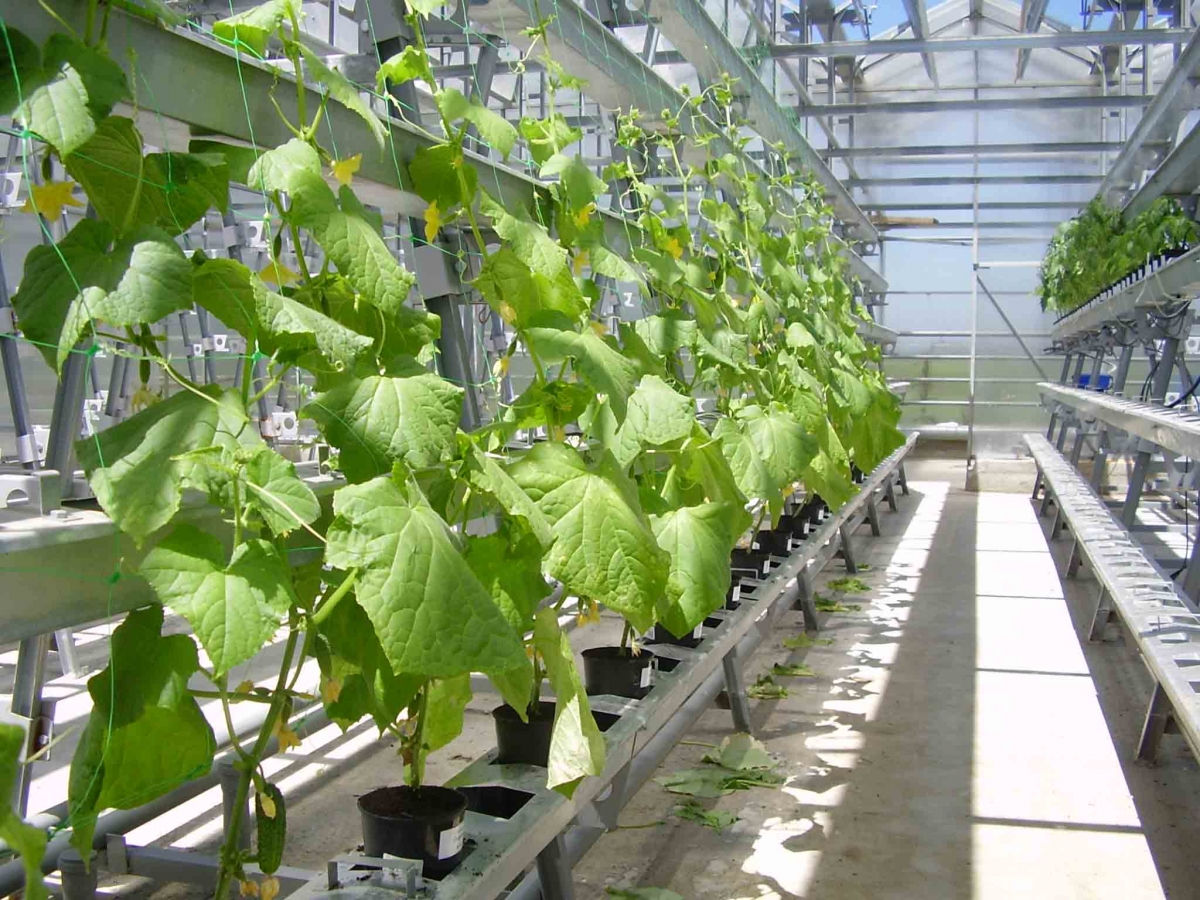 гидропоника выращивание овощей